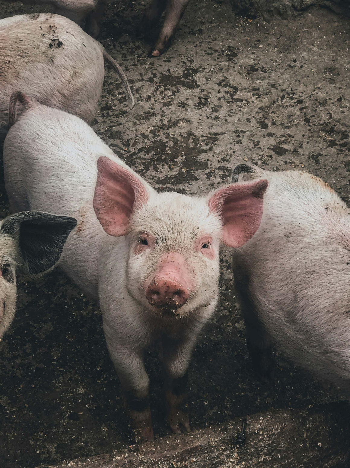 Análise do Comportamento Animal com Deep Learning: Perspetivas Avançadas através de Machine Vision Análise do Comportamento Animal com Deep Learning: Perspetivas Avançadas através de Machine Vision