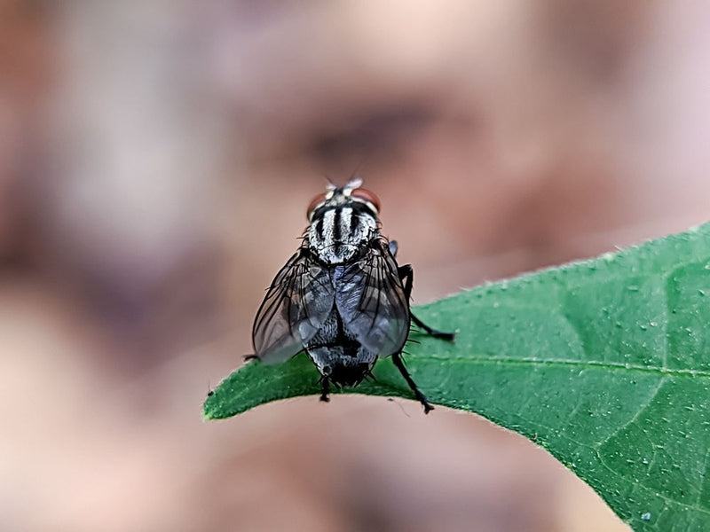 Computer vision solution for insect inspection